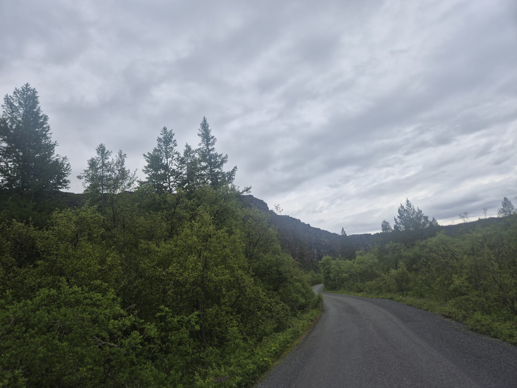 Quiet road winding through the birch woods inside Ásbyrgi canyon