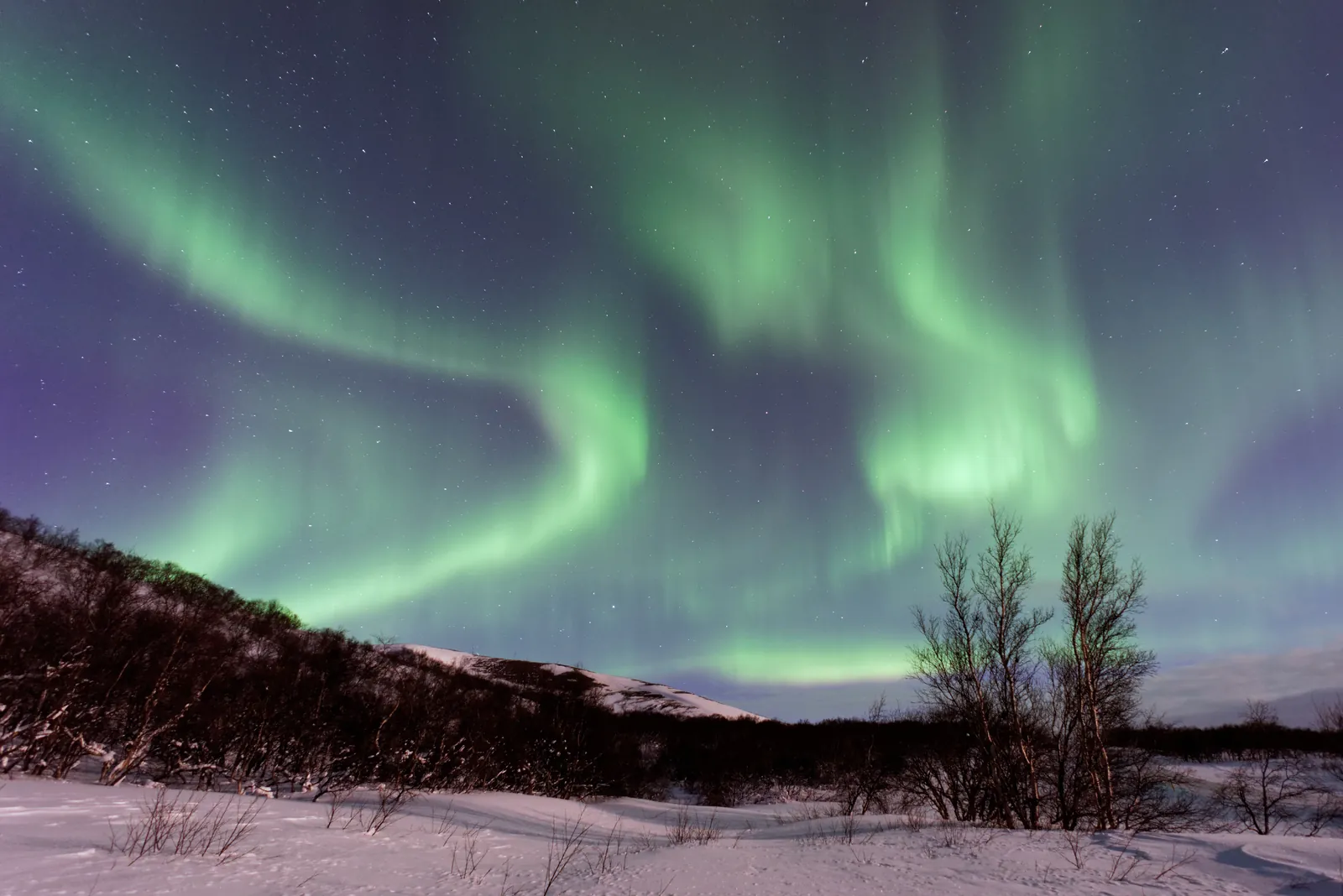 Green northern lights over snowy hills and bare birch trees in Iceland